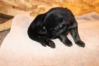 Greta, a female German Shepherd Dog for sale in Iron Mountain, MI – 4 of 10