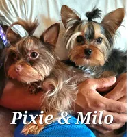Mira, a female Yorkshire Terrier for sale in Missouri City, TX – Photo 5 of 5