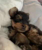 Mira, a female Yorkshire Terrier for sale in Missouri City, TX – Photo 4 of 5