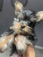 Mira, a female Yorkshire Terrier for sale in Missouri City, TX – Photo 1 of 5