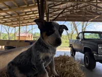 Blue 7, a male Australian Cattle Dog for sale in Hawkinsville, GA – Photo 5 of 5