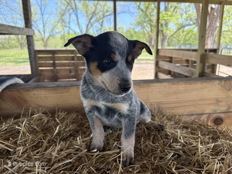 Blue 7 – Australian Cattle Dog puppy for sale in Hawkinsville, GA