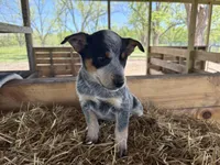Blue 7, a male Australian Cattle Dog for sale in Hawkinsville, GA – Photo 1 of 5