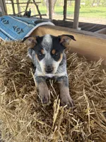 Blue 7, a male Australian Cattle Dog for sale in Hawkinsville, GA – Photo 2 of 5