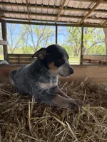 Blue 7, a male Australian Cattle Dog for sale in Hawkinsville, GA – Photo 4 of 5