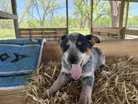 Blue 7, a male Australian Cattle Dog for sale in Hawkinsville, GA – Photo 3 of 5