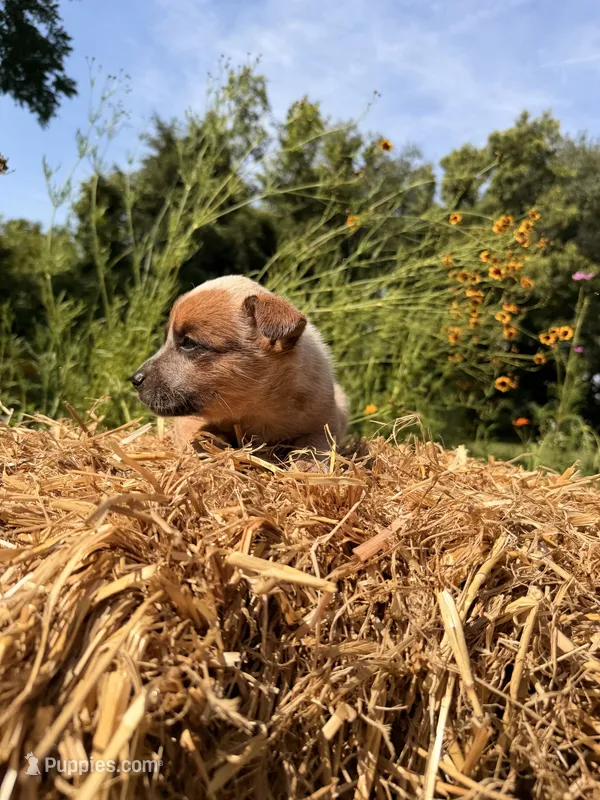 Red boy 1  – Australian Cattle Dog puppy for sale in Hawkinsville, GA
