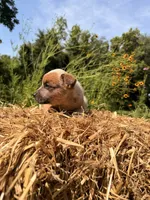 Red boy 1 , a male Australian Cattle Dog for sale in Hawkinsville, GA – 1 of 3
