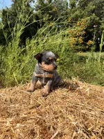 Blue 3 , a female Australian Cattle Dog for sale in Hawkinsville, GA – 2 of 2