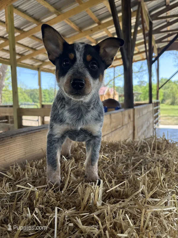 Blue 3 – Australian Cattle Dog puppy for sale in Hawkinsville, GA