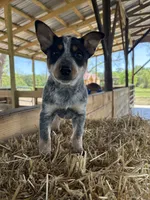 Blue 3, a male Australian Cattle Dog for sale in Hawkinsville, GA – Photo 1 of 3