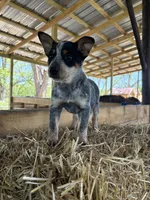 Blue 3, a male Australian Cattle Dog for sale in Hawkinsville, GA – Photo 2 of 3