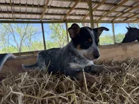 Blue 3, a male Australian Cattle Dog for sale in Hawkinsville, GA – Photo 3 of 3