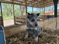 Blue 6, a male Australian Cattle Dog for sale in Hawkinsville, GA – Photo 4 of 5