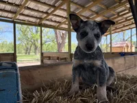 Blue 6, a male Australian Cattle Dog for sale in Hawkinsville, GA – Photo 2 of 5