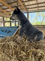 Blue 6, a male Australian Cattle Dog for sale in Hawkinsville, GA – Photo 5 of 5