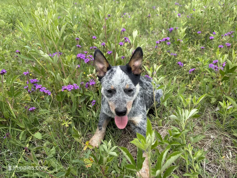 Blue 6  – Australian Cattle Dog puppy for sale in Hawkinsville, GA