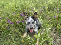 Blue 6 , a male Australian Cattle Dog for sale in Hawkinsville, GA – 1 of 6
