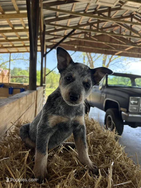 Blue 6 – Australian Cattle Dog puppy for sale in Hawkinsville, GA