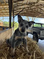 Blue 6, a male Australian Cattle Dog for sale in Hawkinsville, GA – Photo 1 of 5