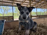 Blue 6, a male Australian Cattle Dog for sale in Hawkinsville, GA – Photo 3 of 5