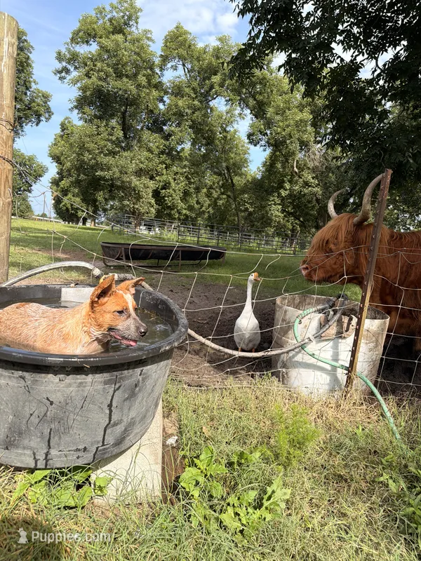 Red Girl  – Australian Cattle Dog puppy for sale in Hawkinsville, GA