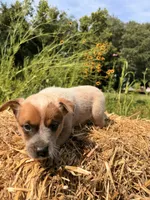 Red boy 1 , a male Australian Cattle Dog for sale in Hawkinsville, GA – 2 of 3