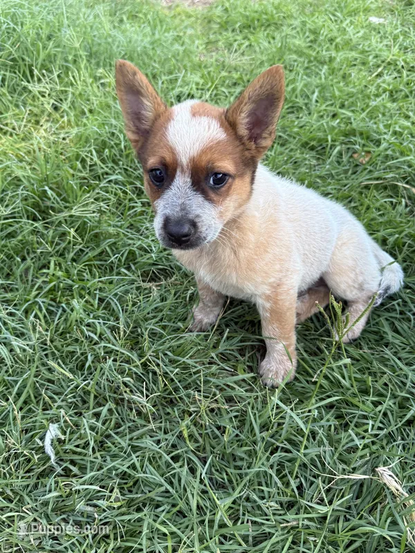 Red Girl  – Australian Cattle Dog puppy for sale in Hawkinsville, GA