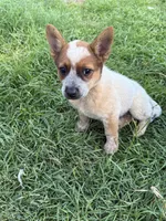 Red Girl , a female Australian Cattle Dog for sale in Hawkinsville, GA – 1 of 1