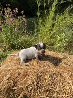 Blue 2, a female Australian Cattle Dog for sale in Hawkinsville, GA – 3 of 3