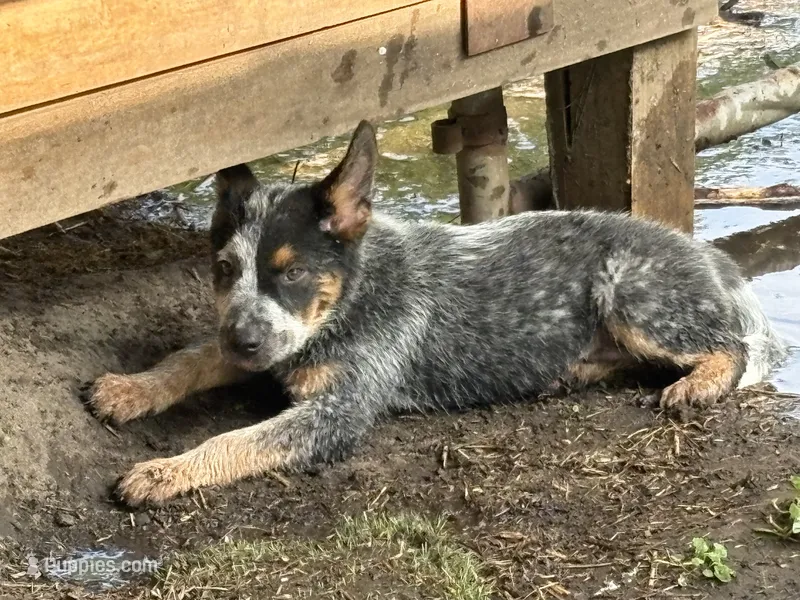 Blue Boy – Australian Cattle Dog puppy for sale in Hawkinsville, GA