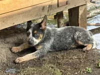 Blue Boy, a female Australian Cattle Dog for sale in Hawkinsville, GA – 1 of 2