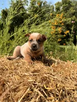 Red 1 , a female Australian Cattle Dog for sale in Hawkinsville, GA – 2 of 2