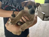 Red - Boy, a male Australian Cattle Dog for sale in Hawkinsville, GA – 2 of 2