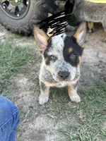 Blue Boy, a female Australian Cattle Dog for sale in Hawkinsville, GA – 2 of 2