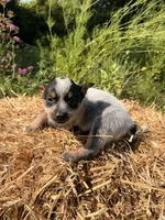 Blue 2, a female Australian Cattle Dog for sale in Hawkinsville, GA – 2 of 3