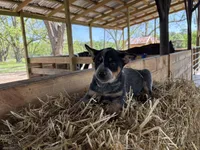 Blue 1, a female Australian Cattle Dog for sale in Hawkinsville, GA – Photo 4 of 5