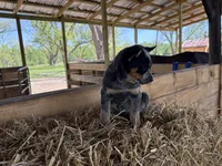 Blue 1, a female Australian Cattle Dog for sale in Hawkinsville, GA – Photo 3 of 5