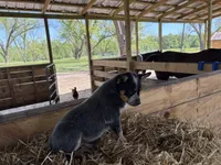 Blue 1, a female Australian Cattle Dog for sale in Hawkinsville, GA – Photo 5 of 5