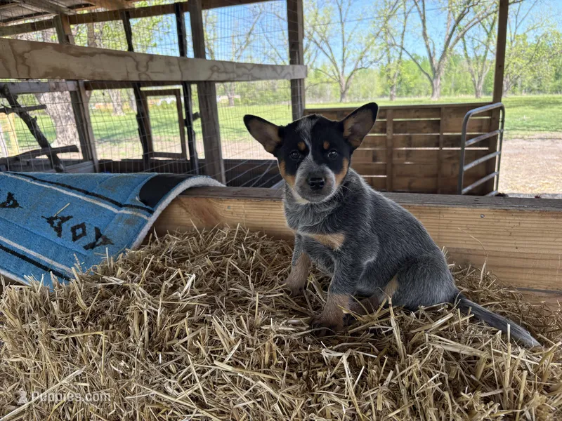 Blue 1 – Australian Cattle Dog puppy for sale in Hawkinsville, GA