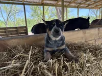 Blue 1, a female Australian Cattle Dog for sale in Hawkinsville, GA – Photo 2 of 5