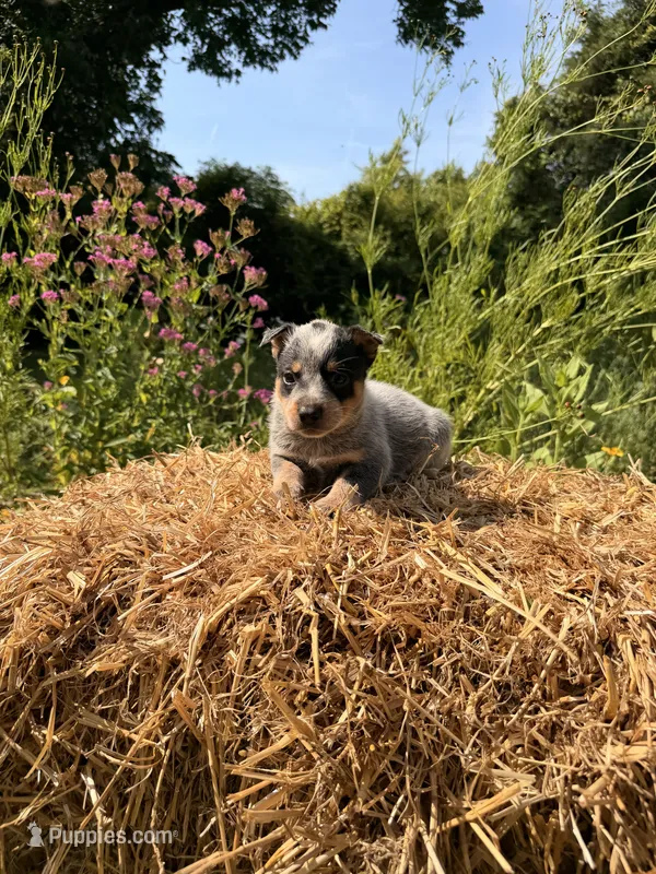 Blue boy 2 – Australian Cattle Dog puppy for sale in Hawkinsville, GA