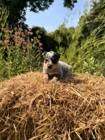 Blue boy 2, a male Australian Cattle Dog for sale in Hawkinsville, GA – 3 of 3
