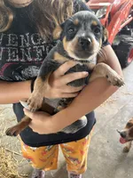 Blue - Girl , a female Australian Cattle Dog for sale in Hawkinsville, GA – 2 of 2