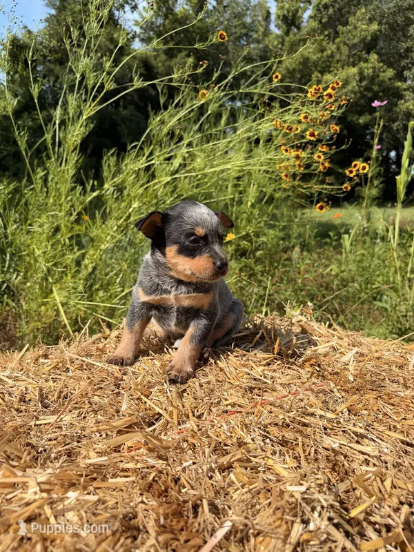 Blue - Girl  – Australian Cattle Dog puppy for sale in Hawkinsville, GA