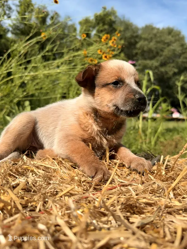 Red 1  – Australian Cattle Dog puppy for sale in Hawkinsville, GA