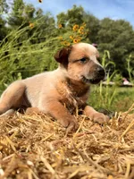 Red 1 , a female Australian Cattle Dog for sale in Hawkinsville, GA – 1 of 2