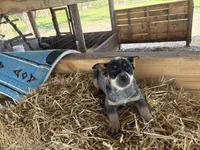 Blue 2, a female Australian Cattle Dog for sale in Hawkinsville, GA – Photo 3 of 3