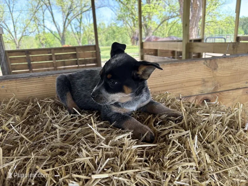 Blue 2 – Australian Cattle Dog puppy for sale in Hawkinsville, GA