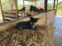 Blue 2, a female Australian Cattle Dog for sale in Hawkinsville, GA – Photo 2 of 3